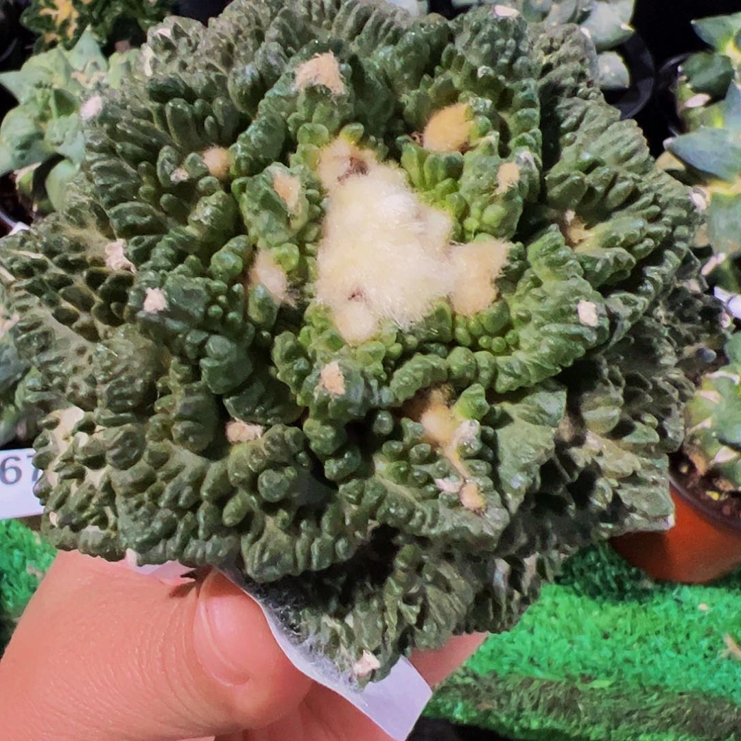 无花朵福利龟甲牡丹头688