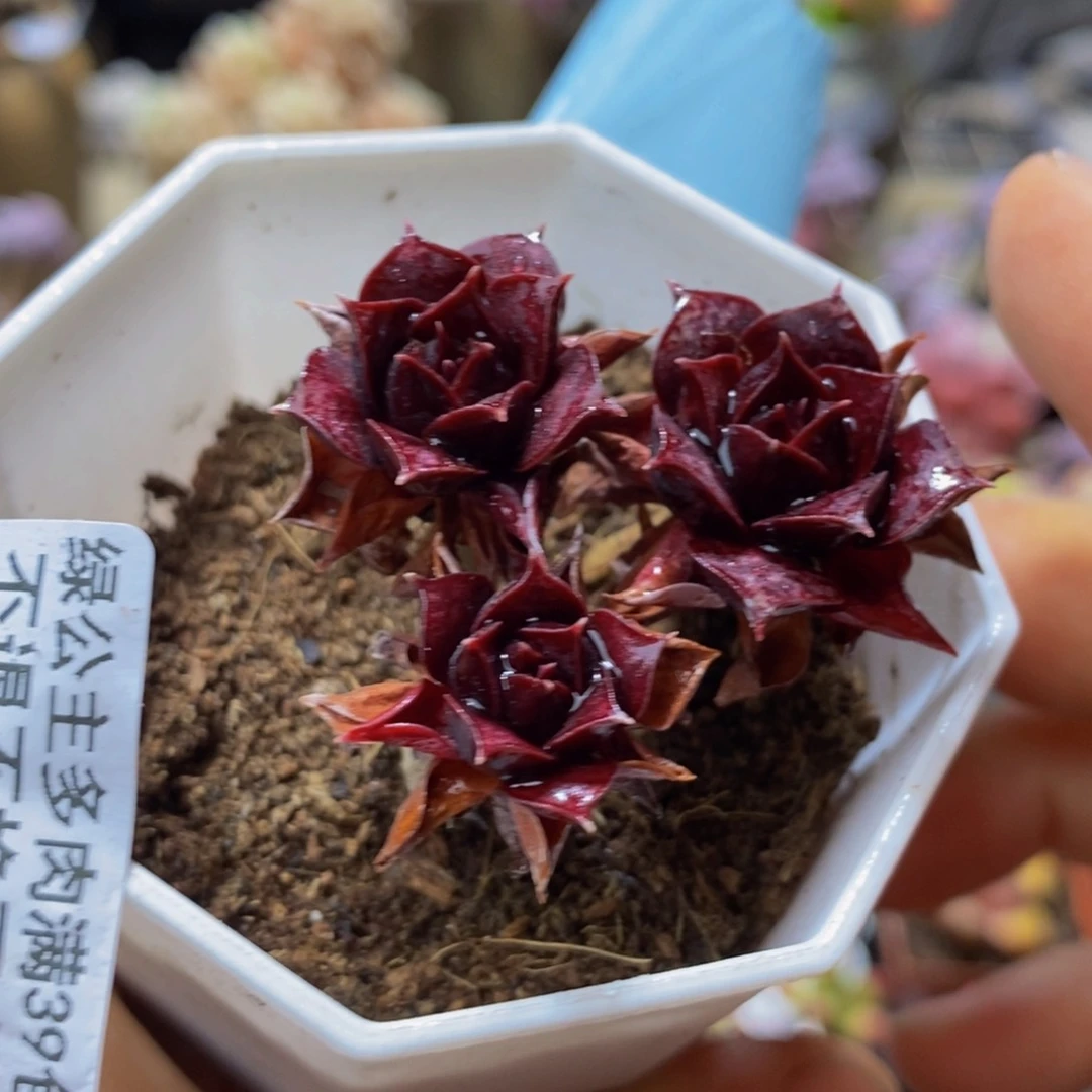 095？无人区玫瑰4 厘米