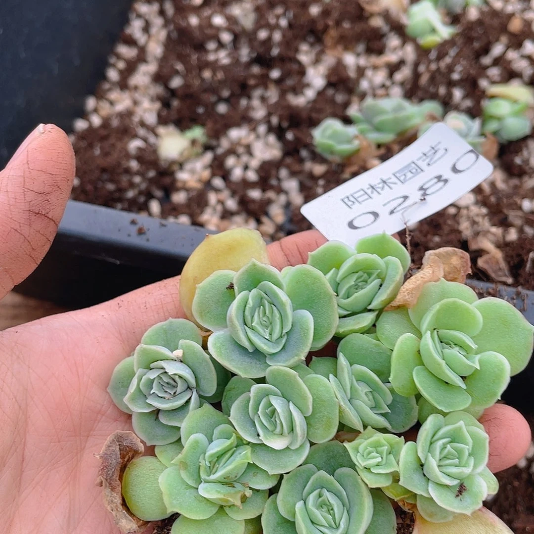 多肉植物多肉植物280