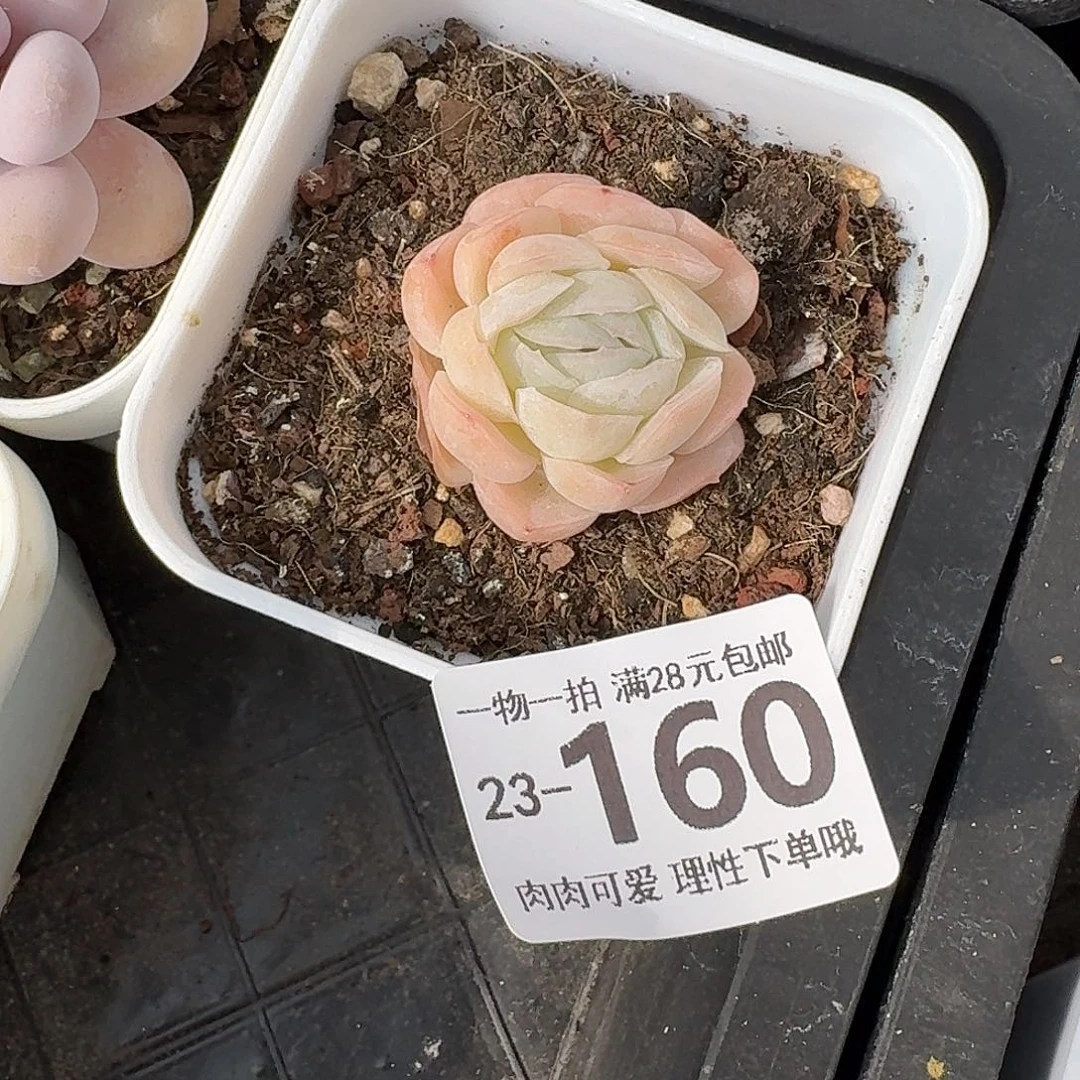 柠檬贝瑞无盆土无盆土发货