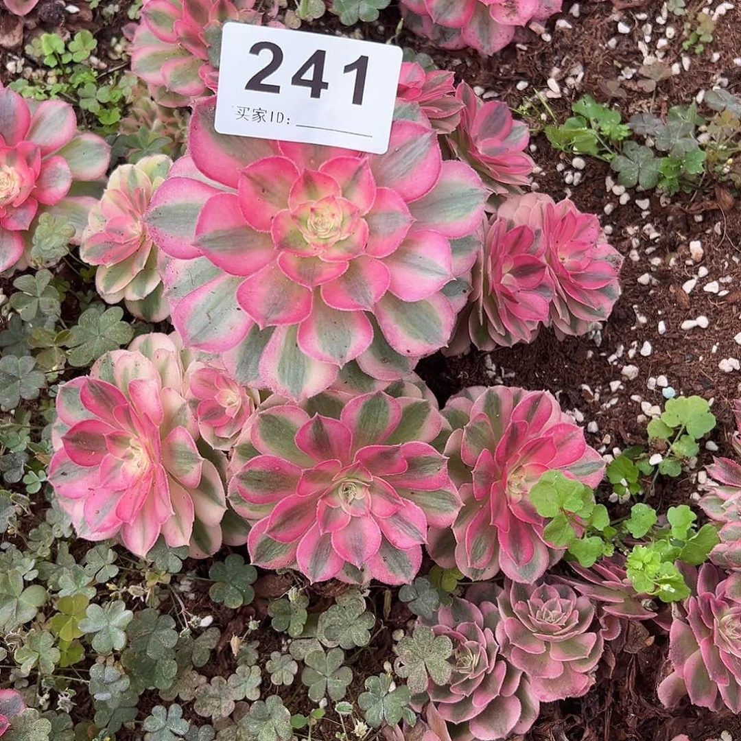 千***天精品多肉植物241倾城