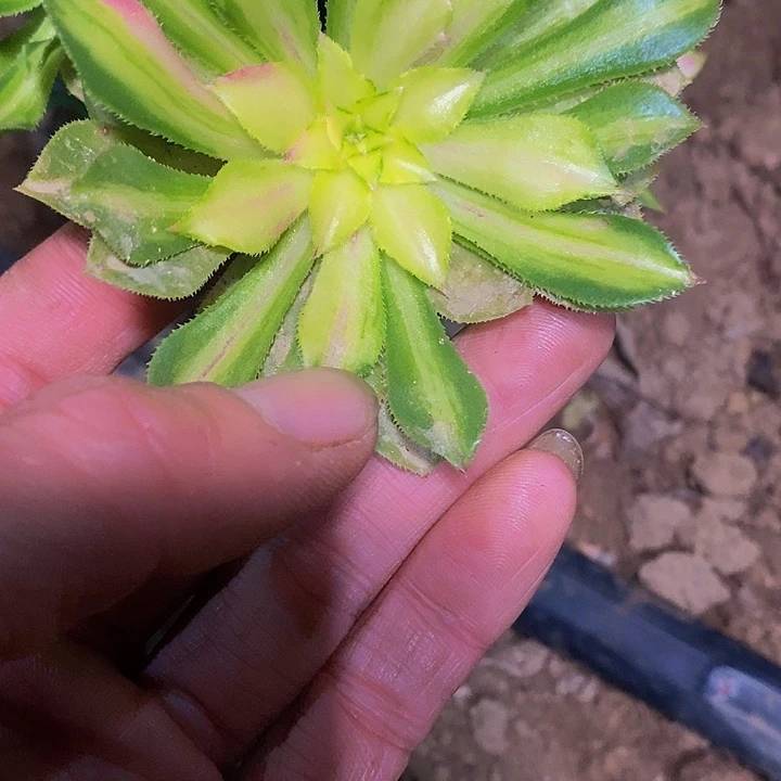 榴***蕉多肉植物保护研究所