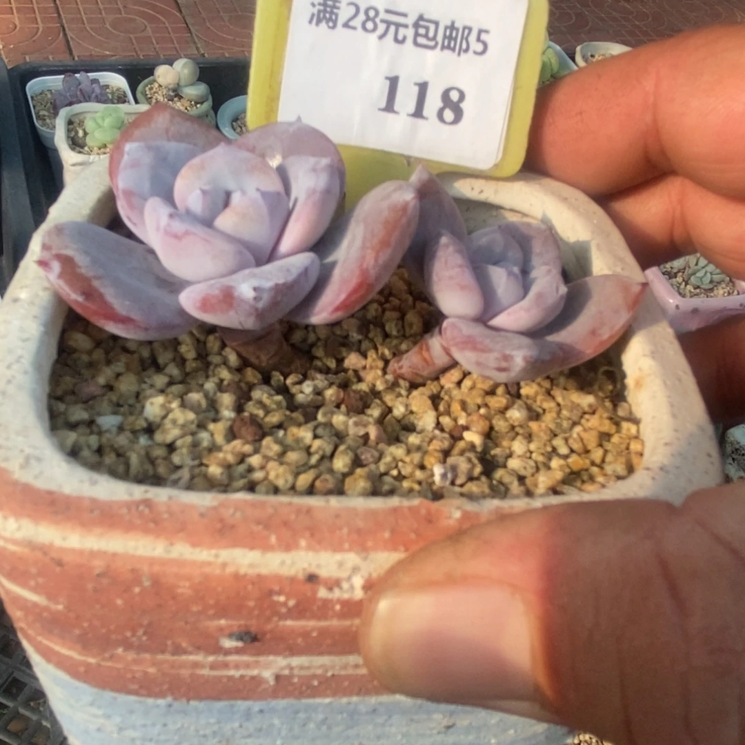 5118老桩丸叶奶茶双头