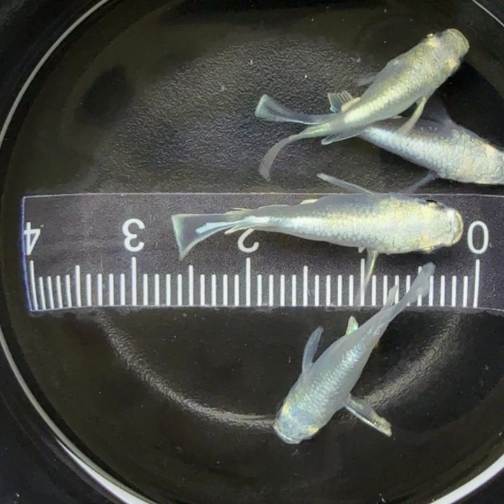 青鳉鱼天使球球52号