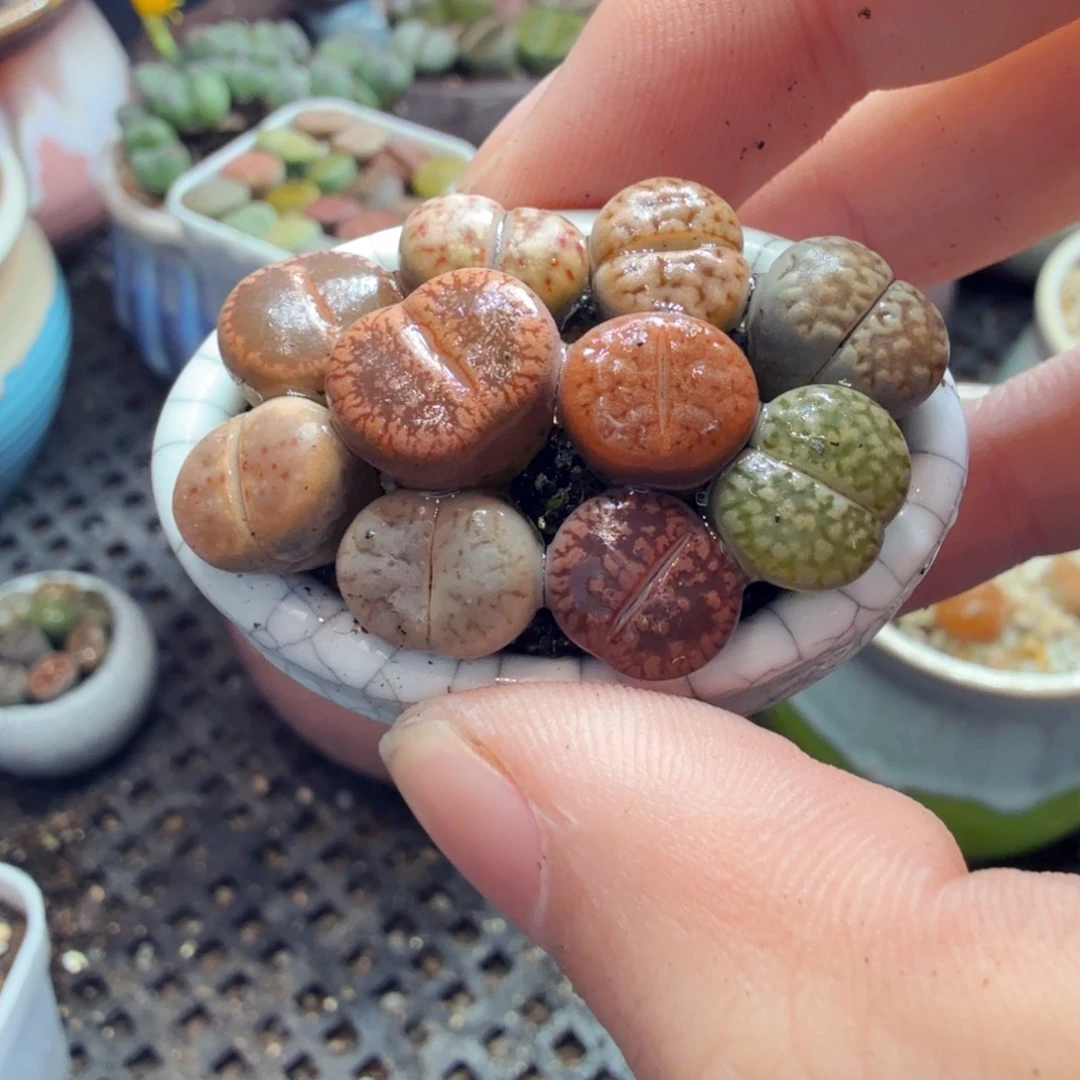 健***安多肉植物的生长发育和729