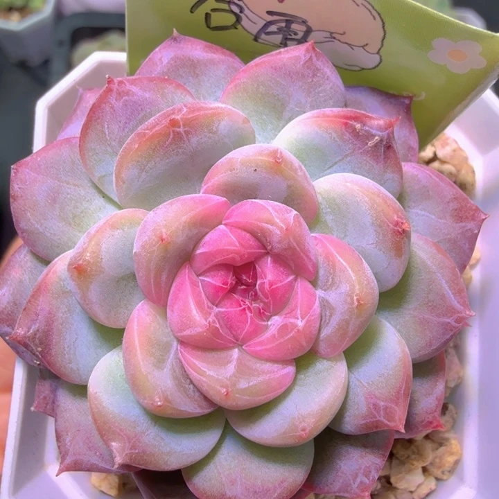 谷雨单头开播福利