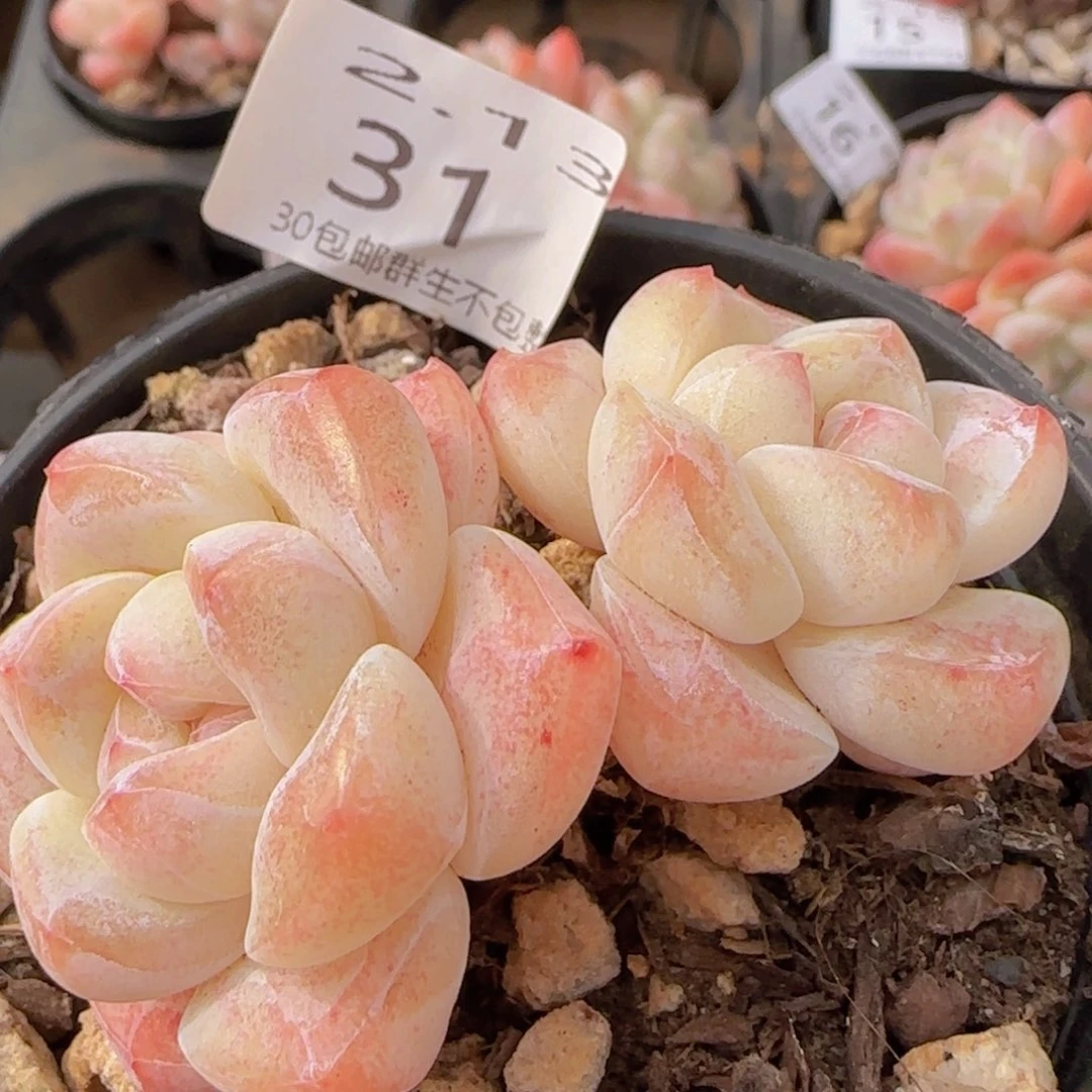 我***底冰玉双头老桩一颗脱土