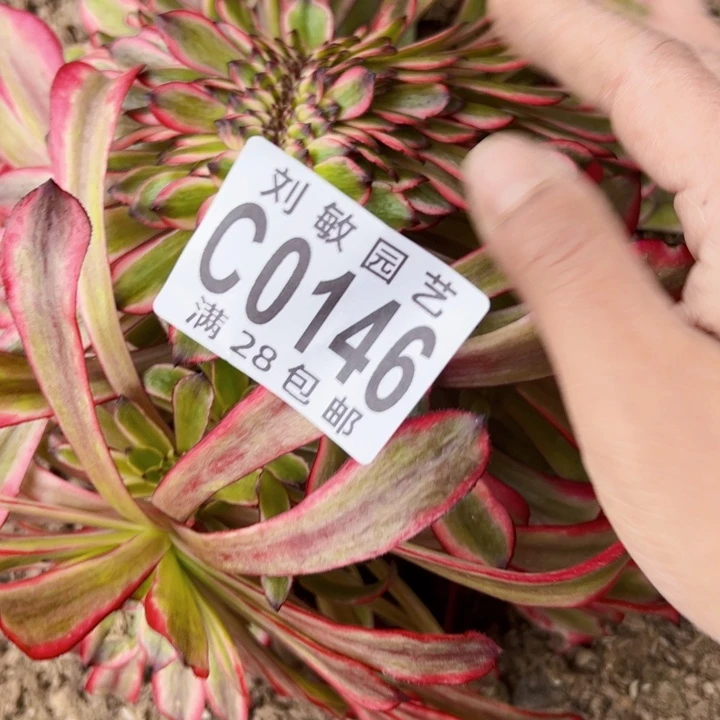 美肌缀多肉植物法师法师