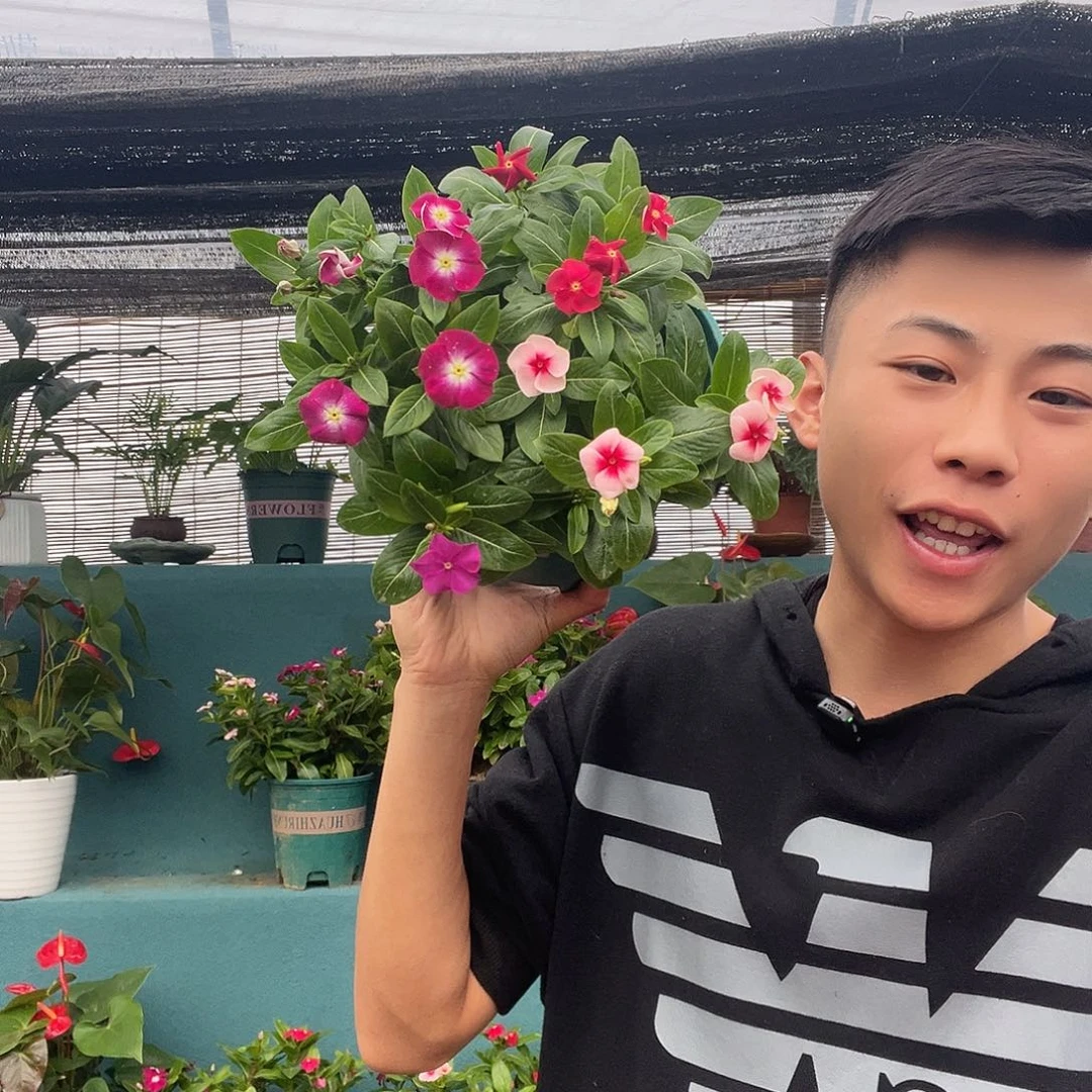 完全开放天天开加仑盆