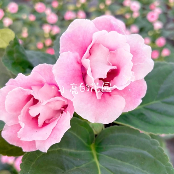 【晕染粉】重瓣大岩桐芙蓉花多年生四季开