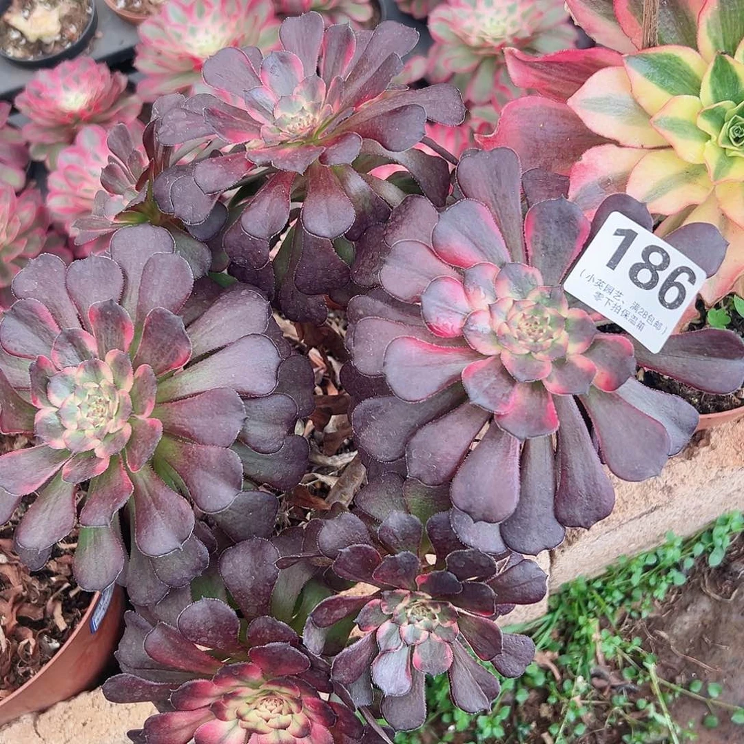 红金刚186多肉植物多肉植物