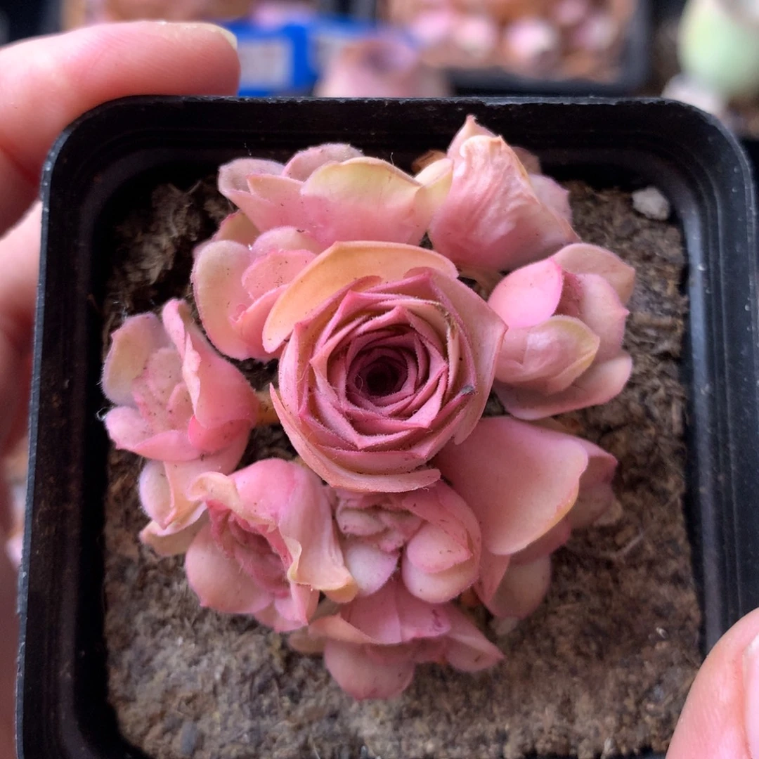 一物一拍四月天002