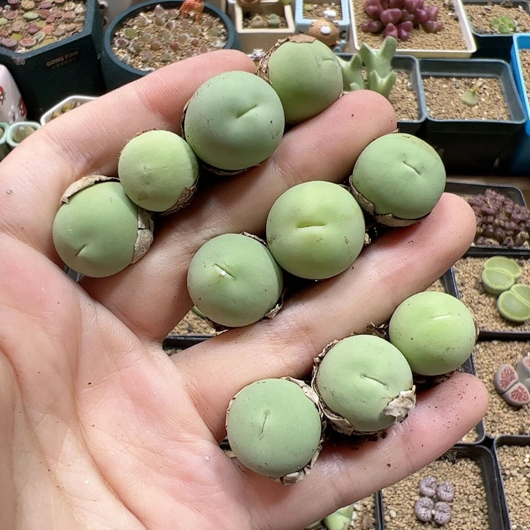 【闪购商品】103 秒