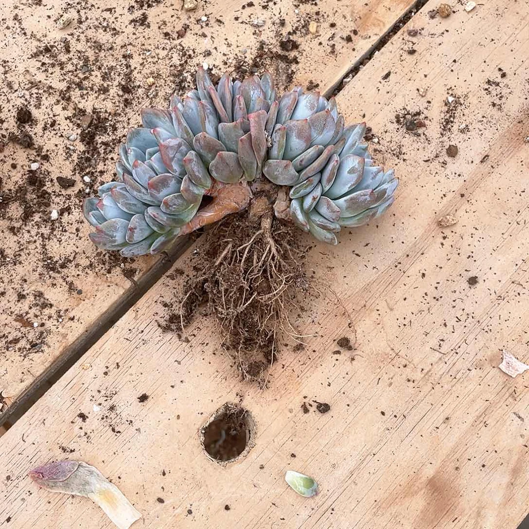 黎*溜多肉植物多肉植物