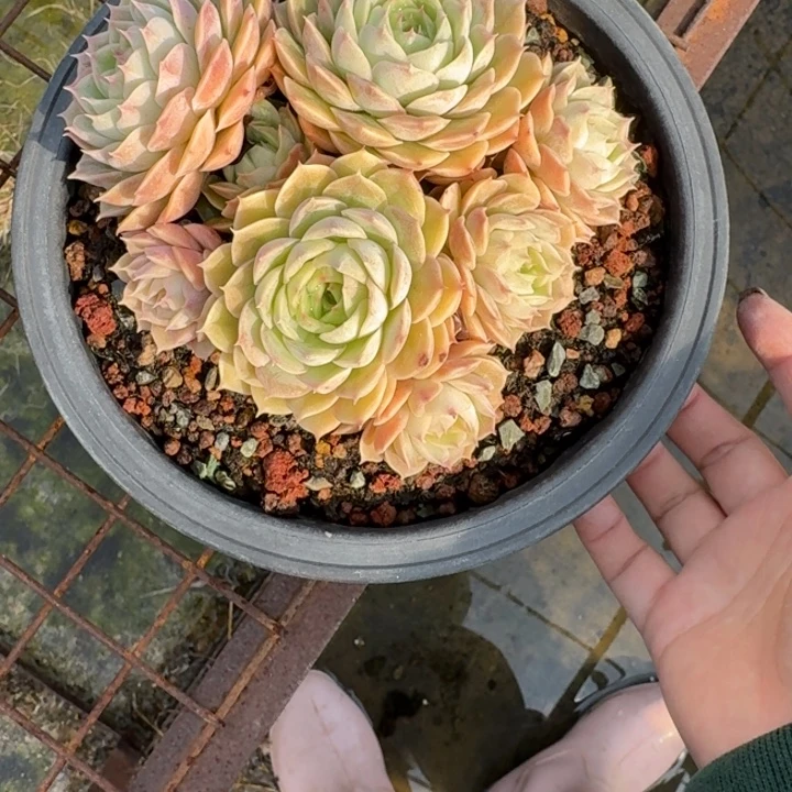 昂丝诺多肉植物绿植