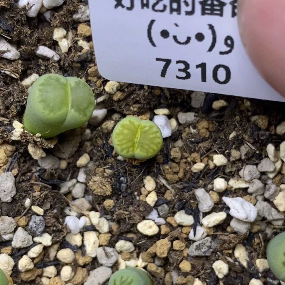 喂***嘻7310。18包邮.当天凑哦。新疆西藏88包邮