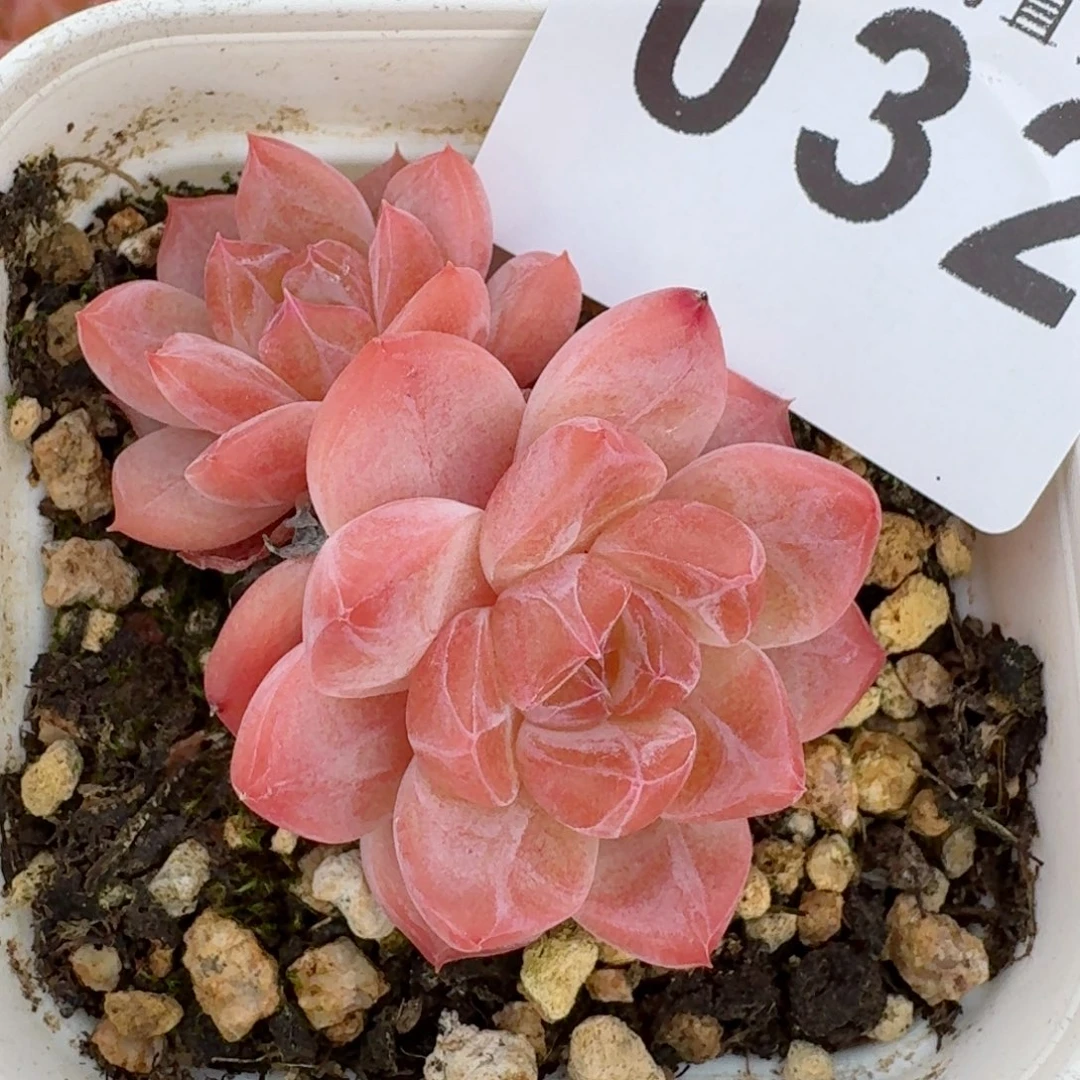 粉魄        精美多肉植物