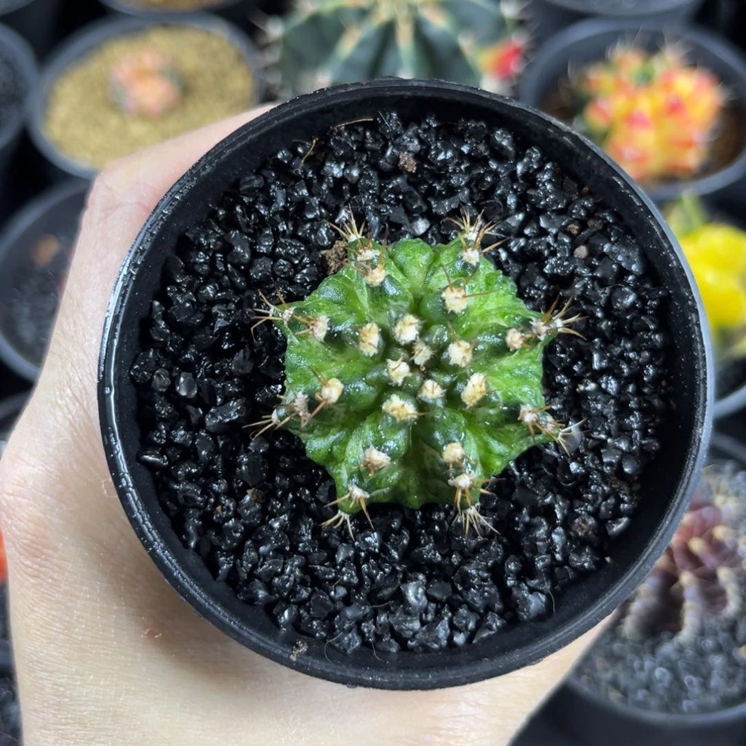 大腹棱绿海神-^^^^^^——————