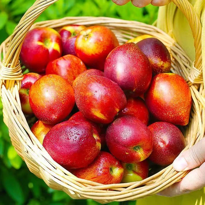 【沂蒙山】黄心油桃新鲜应季水果脆甜黄肉红油桃现摘现发新鲜美味甜
