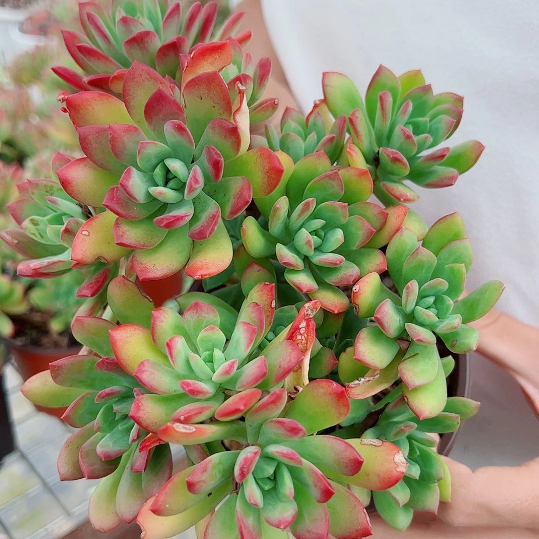 红枝莲多头群生老桩