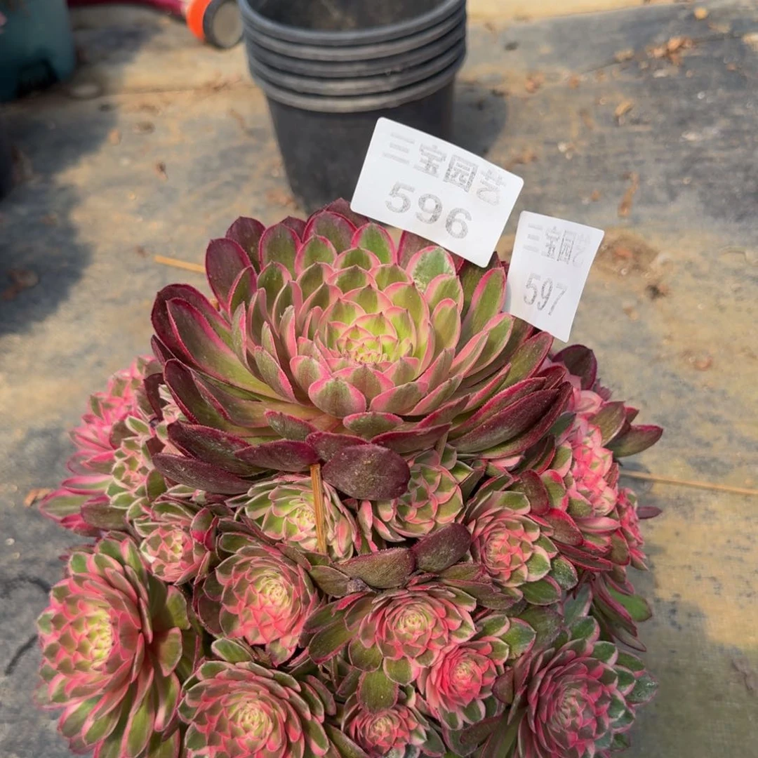 B***l多肉植物596597瑶光寄养