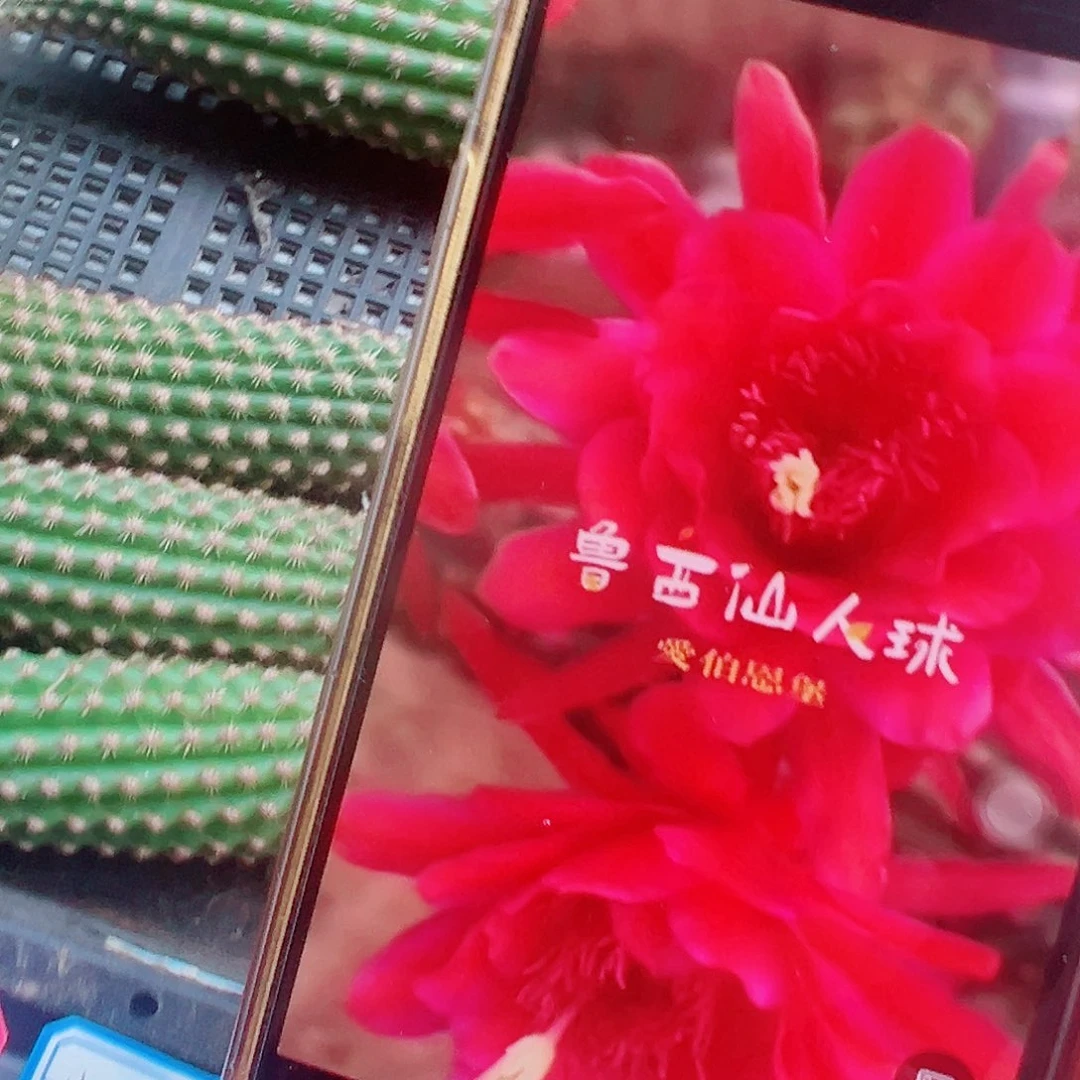 金妞 爱博 侧芽 满20包邮