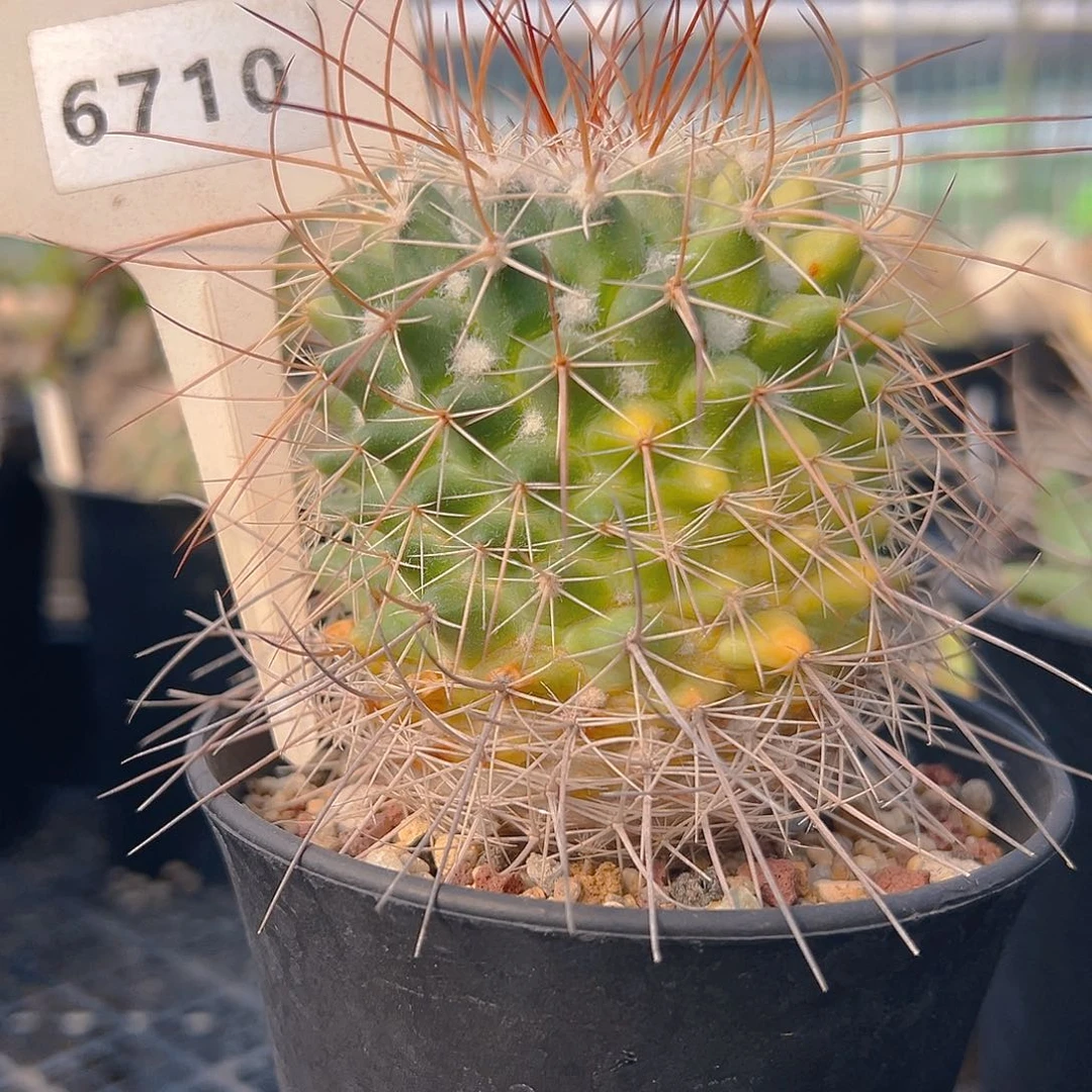 6710有伤实生搬迁清棚福利裸根发