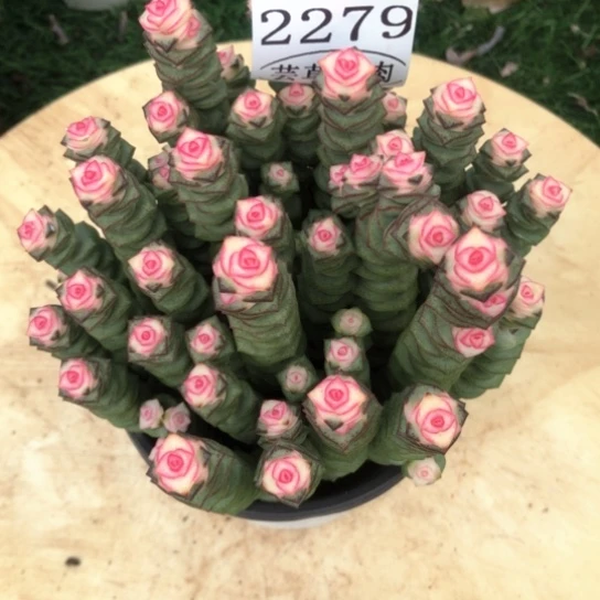 牡丹钱串，2279，一物一拍