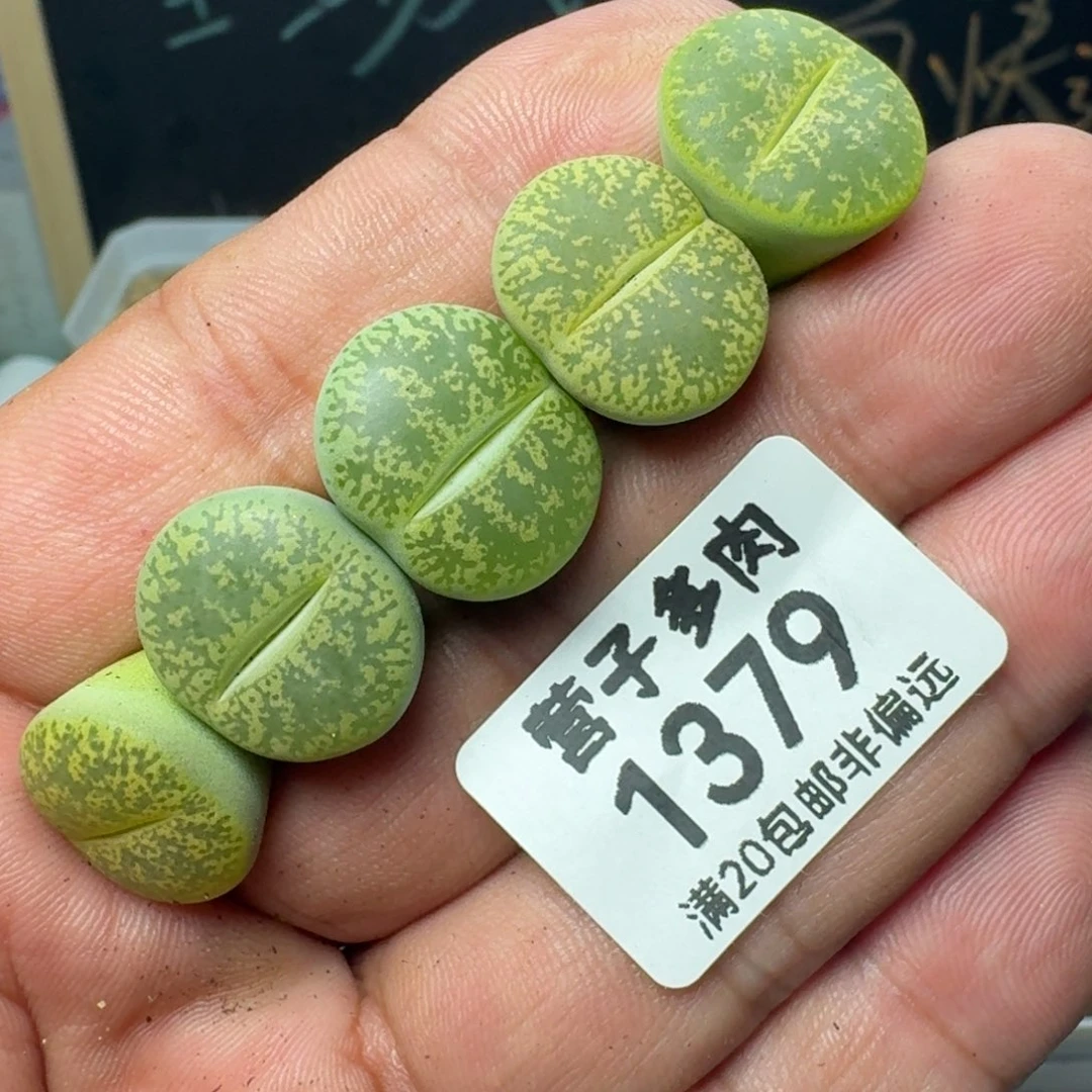 绿紫熏