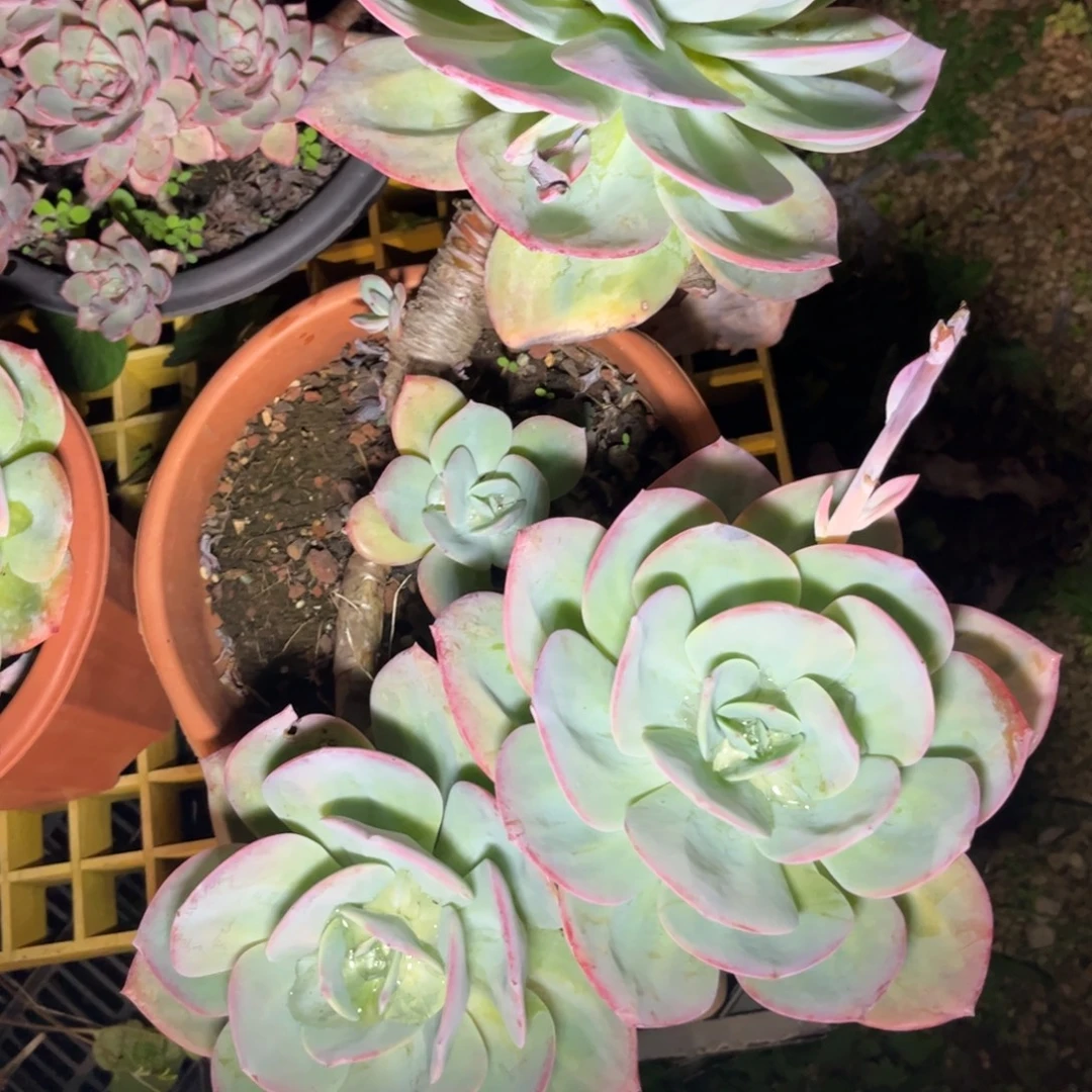 新疆西藏内蒙不包邮，白凤