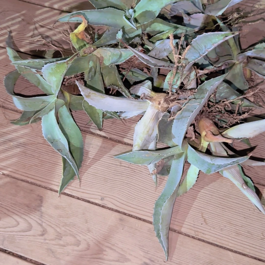 块根植物块根植物