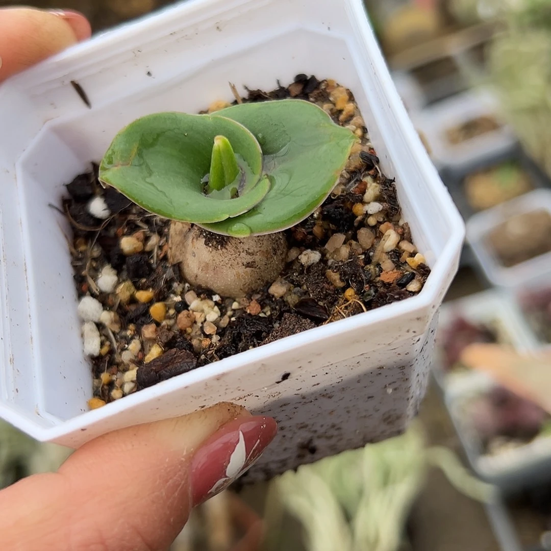 多肉植物艳镜开花啦啦