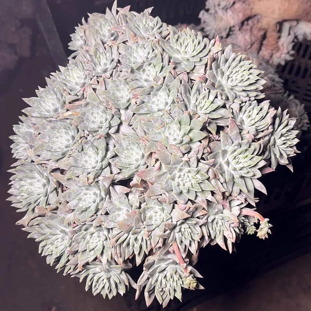 妙*白雪老桩多头群生