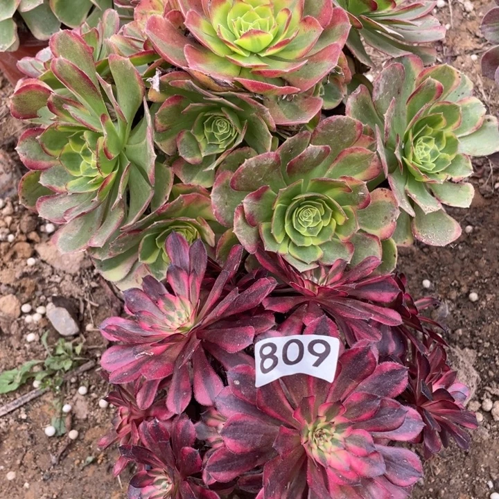 无花朵809多肉植物组合无售后