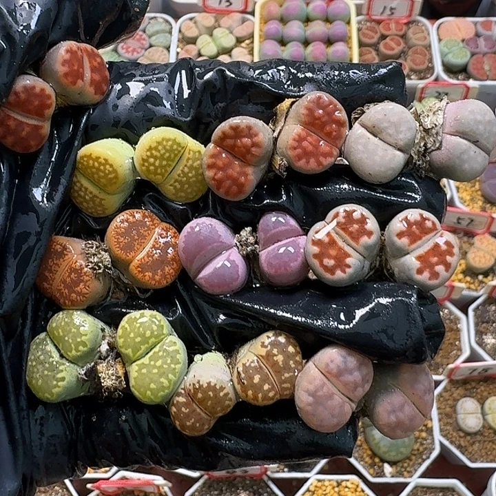 生石花111221。   271