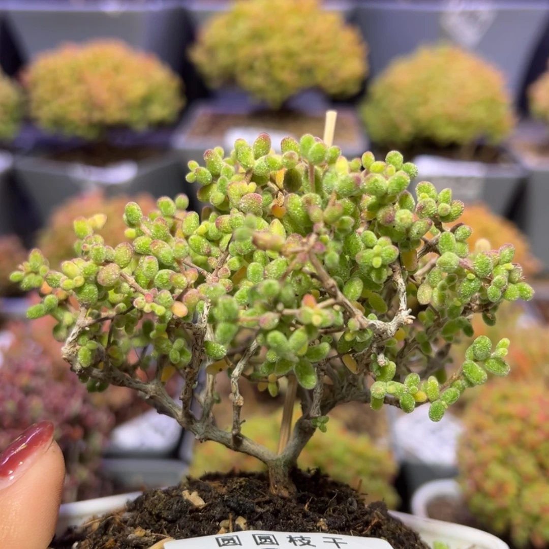 【闪购商品】d854糖球白糊斑锦冠幅9cm福福价