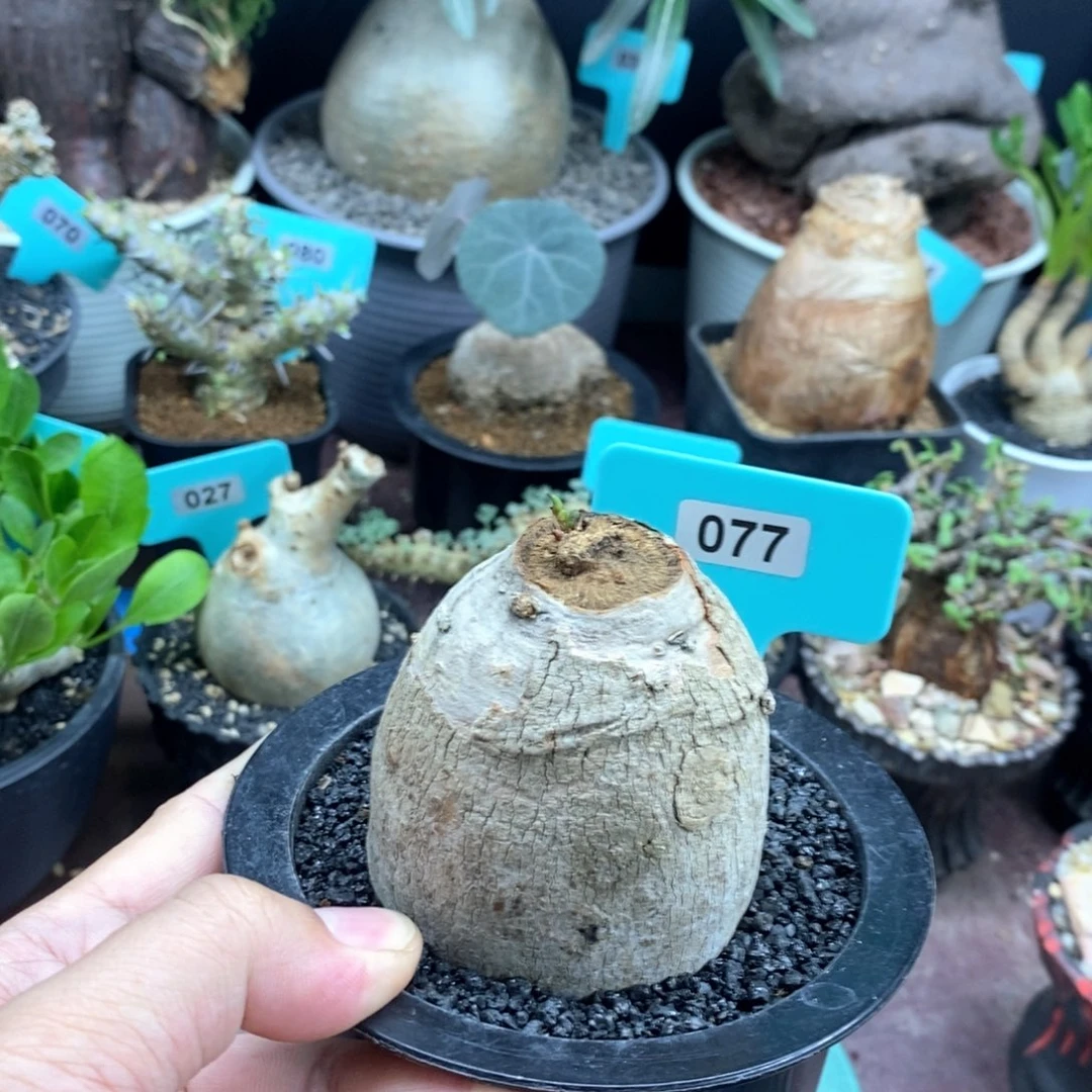 玉龟龙大戟多肉植物