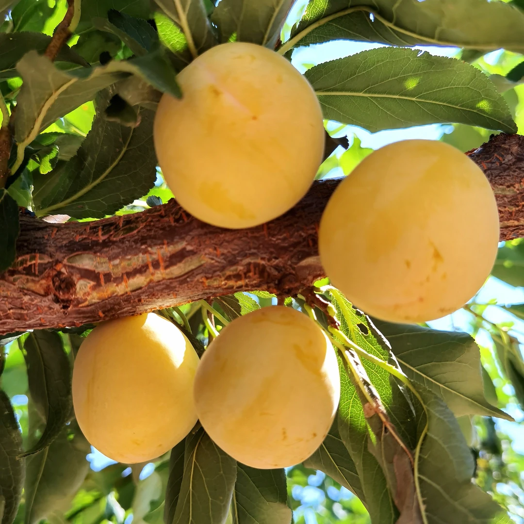 【村里助农】陕西黄金西梅，自然成熟，现摘现发