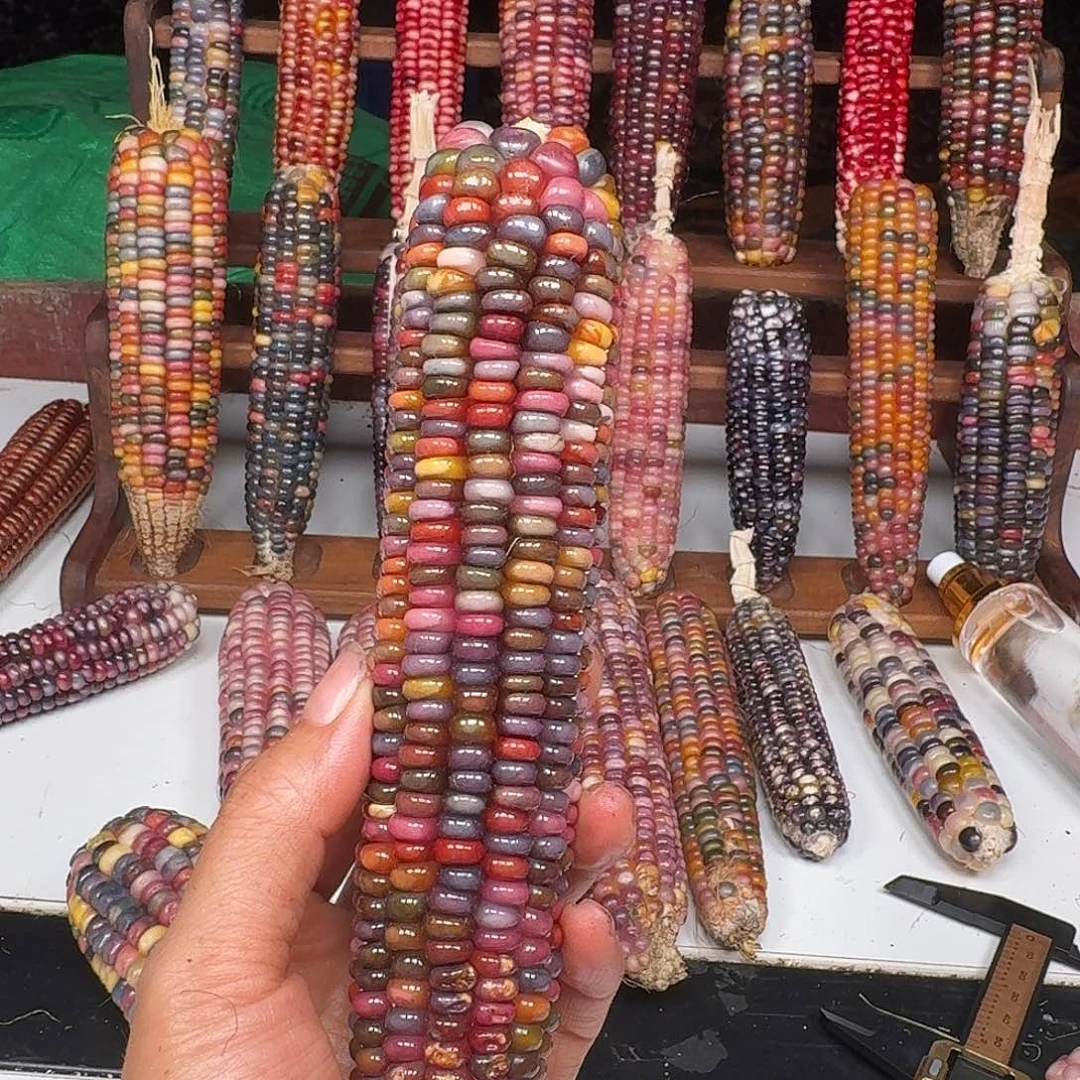 妞***鱼柏香籽/百香籽吊坠