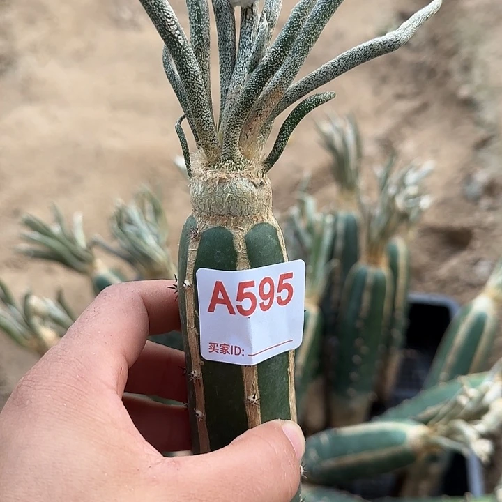 有***好无花朵嫁接美杜莎595