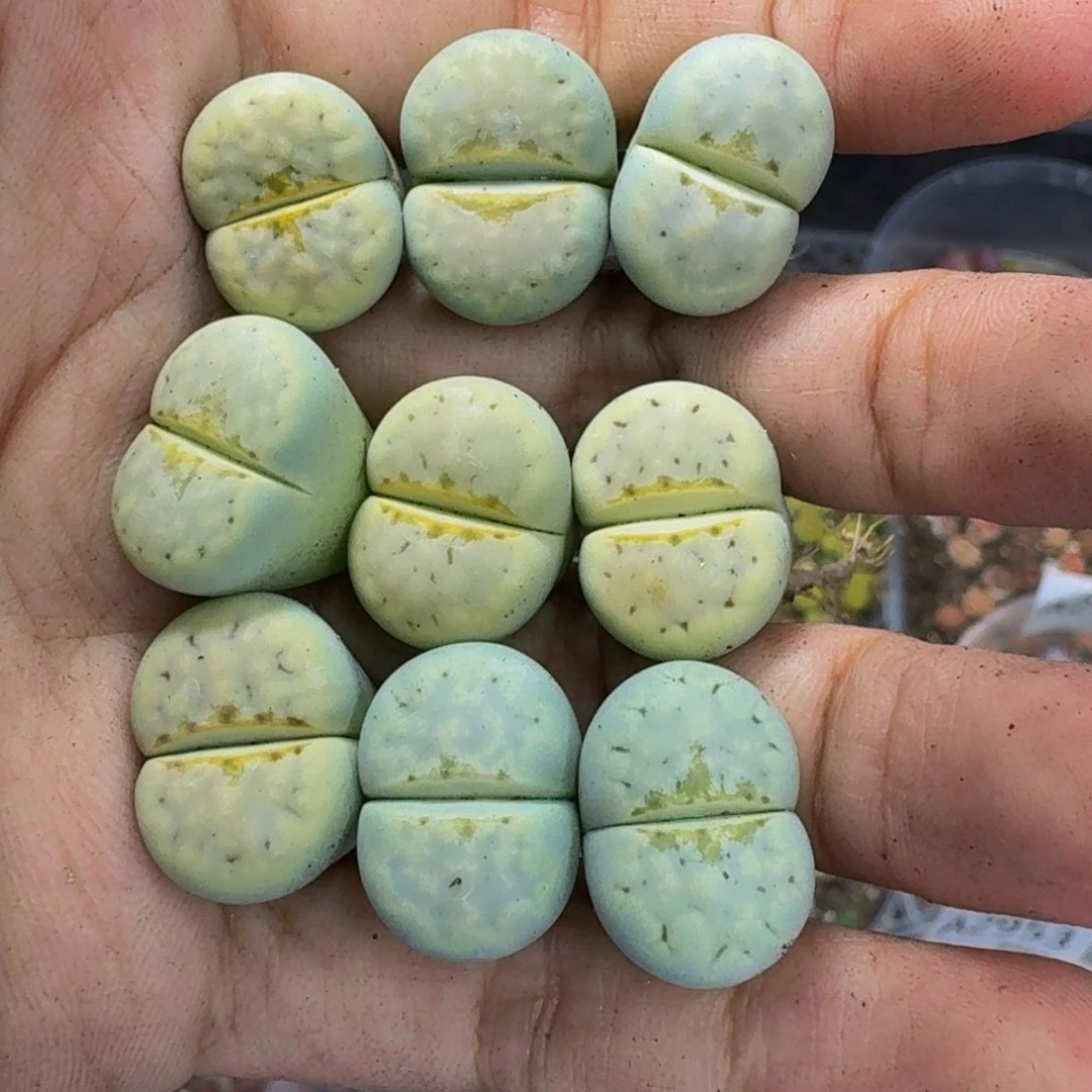 伊***奶2972 生石花和肉锥