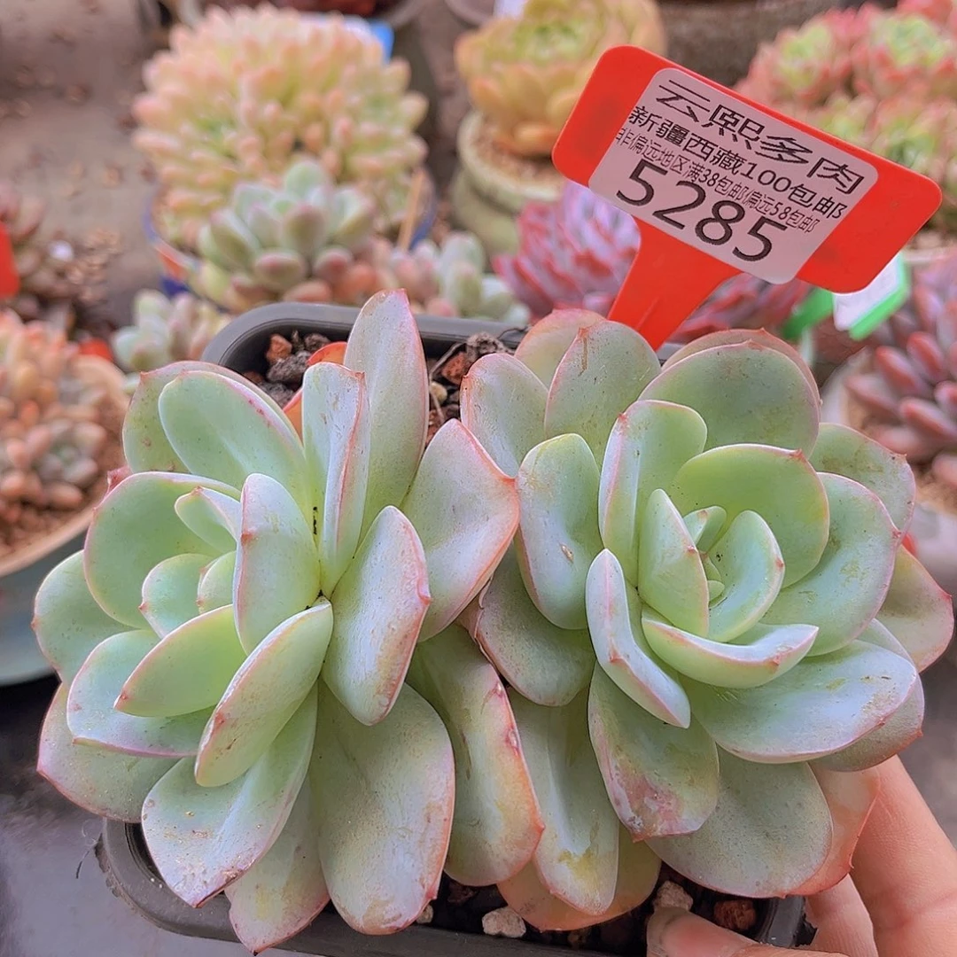 5285布鲁兰。