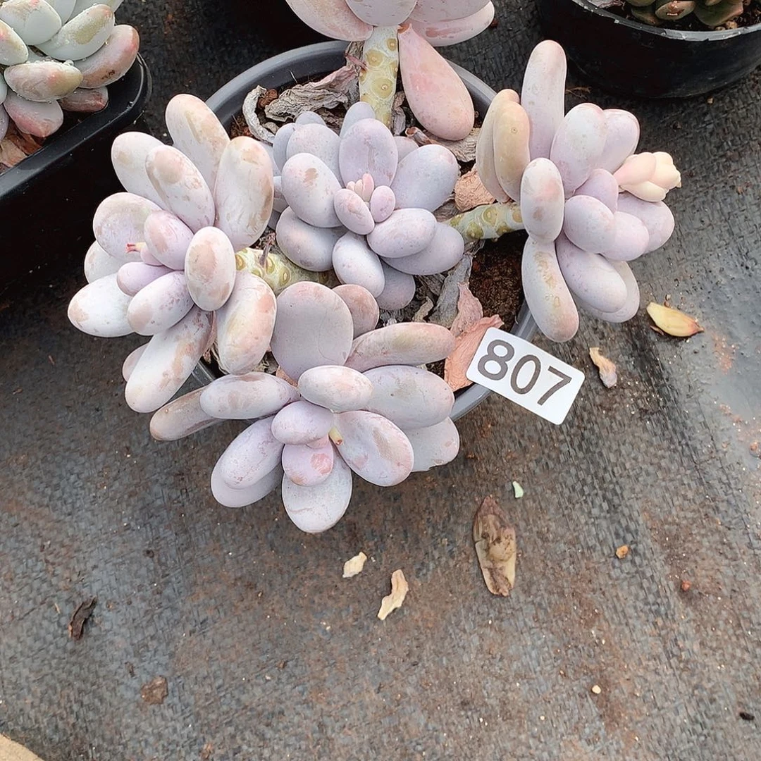 807奶酪 一物一拍多肉