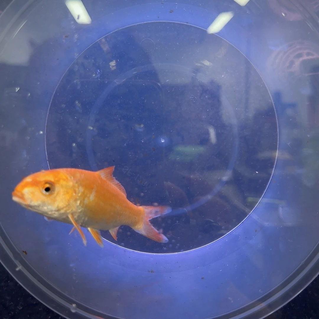 海水鱼鱼缸淡水鱼哈哈哈