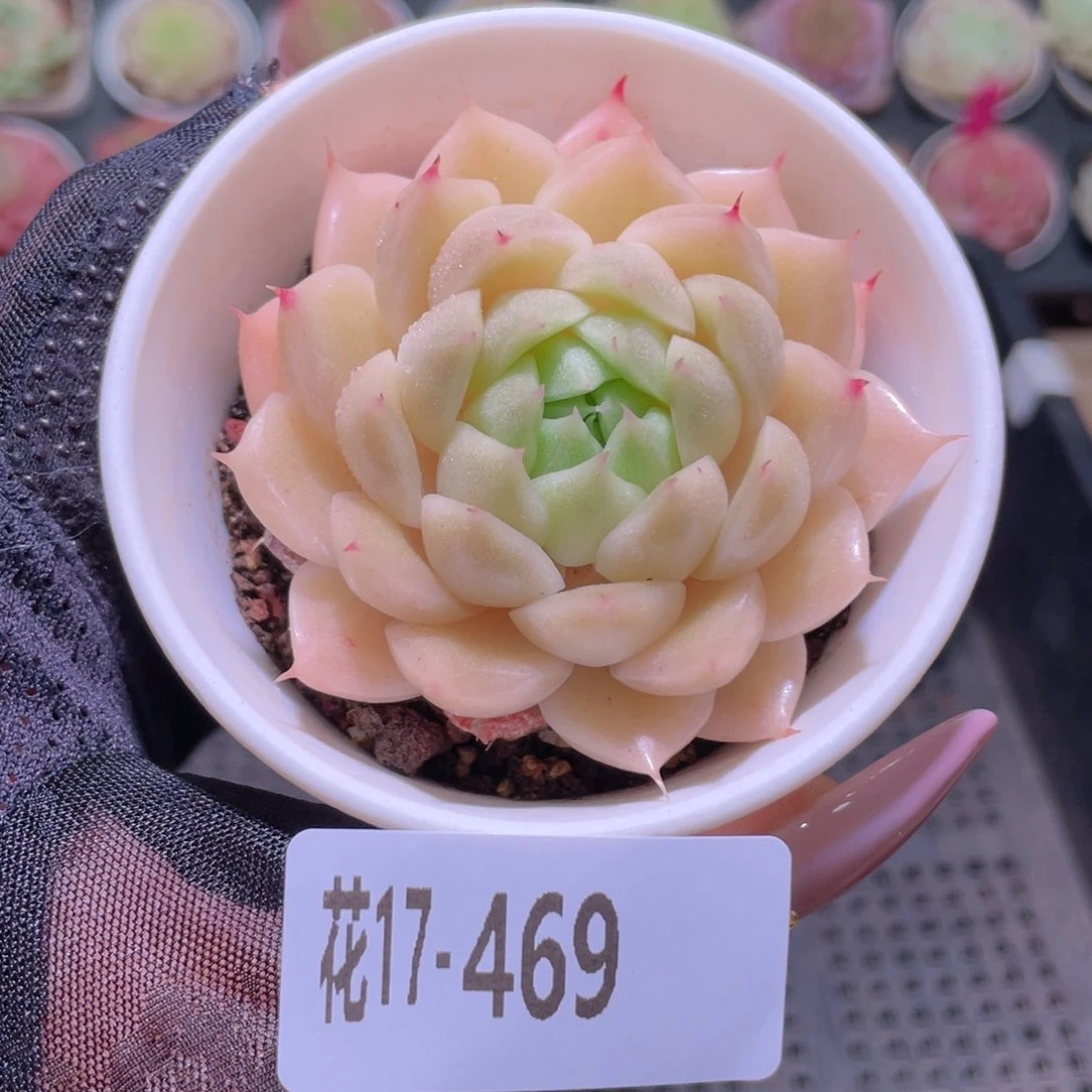 花利美17-469麦秆