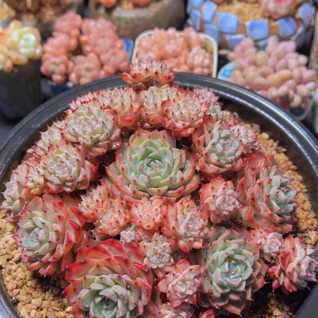 玉*莎罗姬，多肉植物