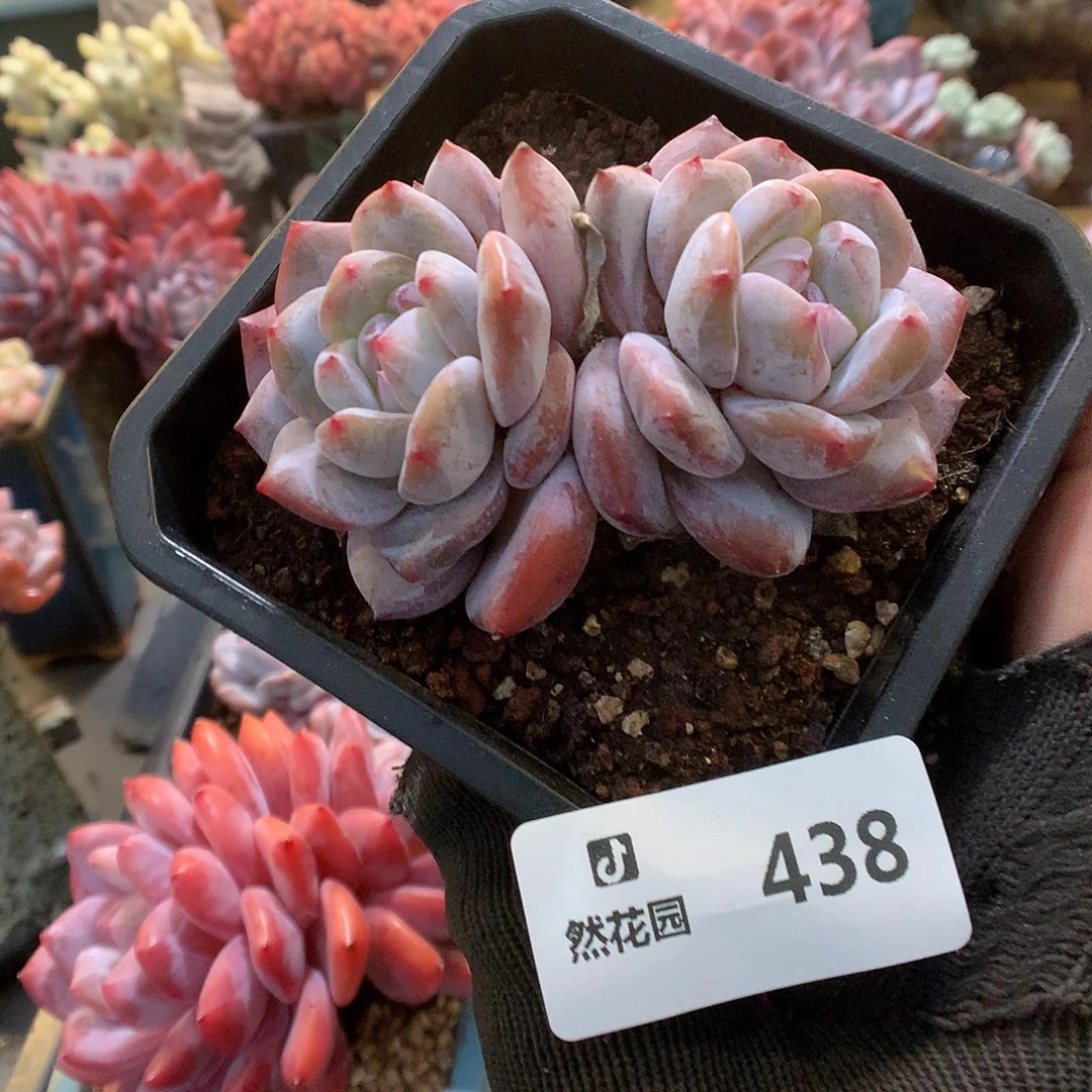 438星影多肉植物66663