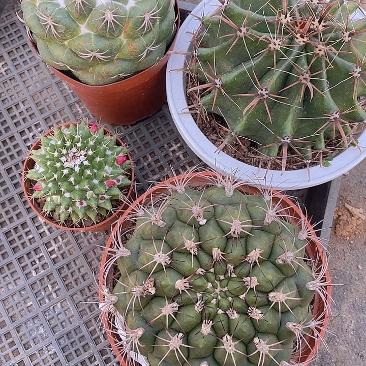 红*，定向红姐仙人球