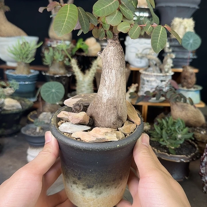 一物一拍老家奇艺油柑288