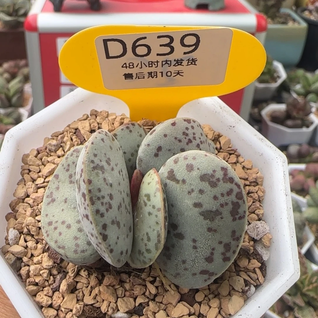 福利赠送。   639。